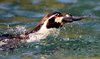 Ein Pinguin hält schwimmend einen Fisch im Maul. Um ihn herum spritzt Wasser auf.
