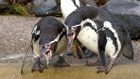 Zwei Pinguine stehen so eng beieinander, dass sie sich an den Schultern fast berühren. Sie beugen sich nach vorne und haben die Mäuler aufgerissen.